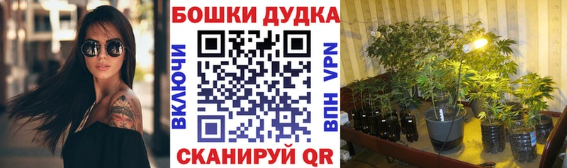 МАРИХУАНА сатива  Купить где  Бежецк 